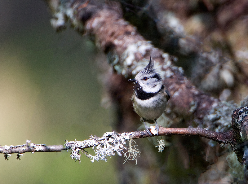 Crested-Tit