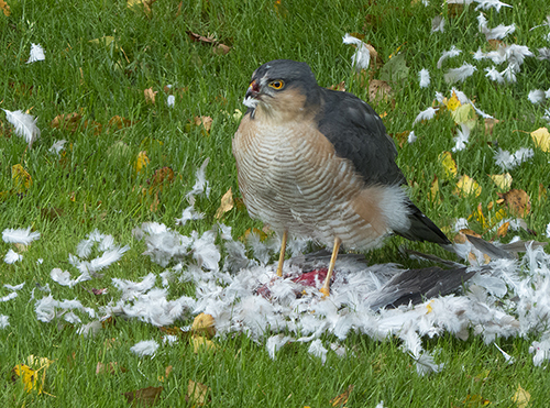 Sparrowhawk male - lunch time!